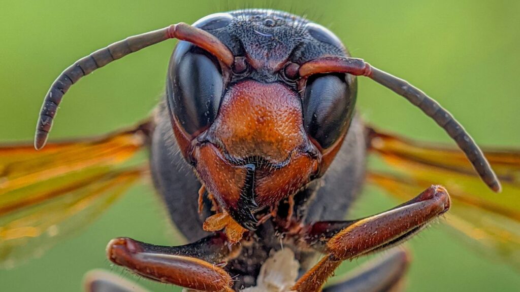 Asian Giant Hornet