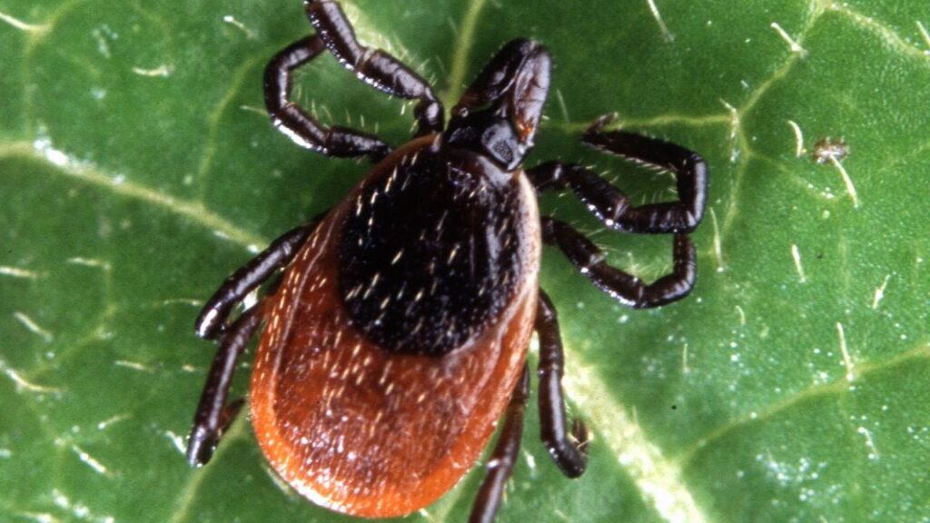 Adult deer tick, Ixodes scapularis