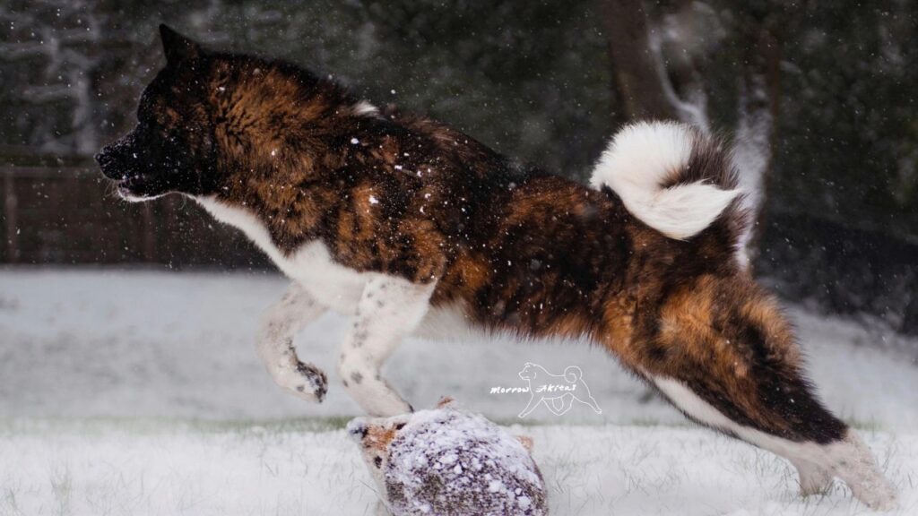 Akita Running In Snow