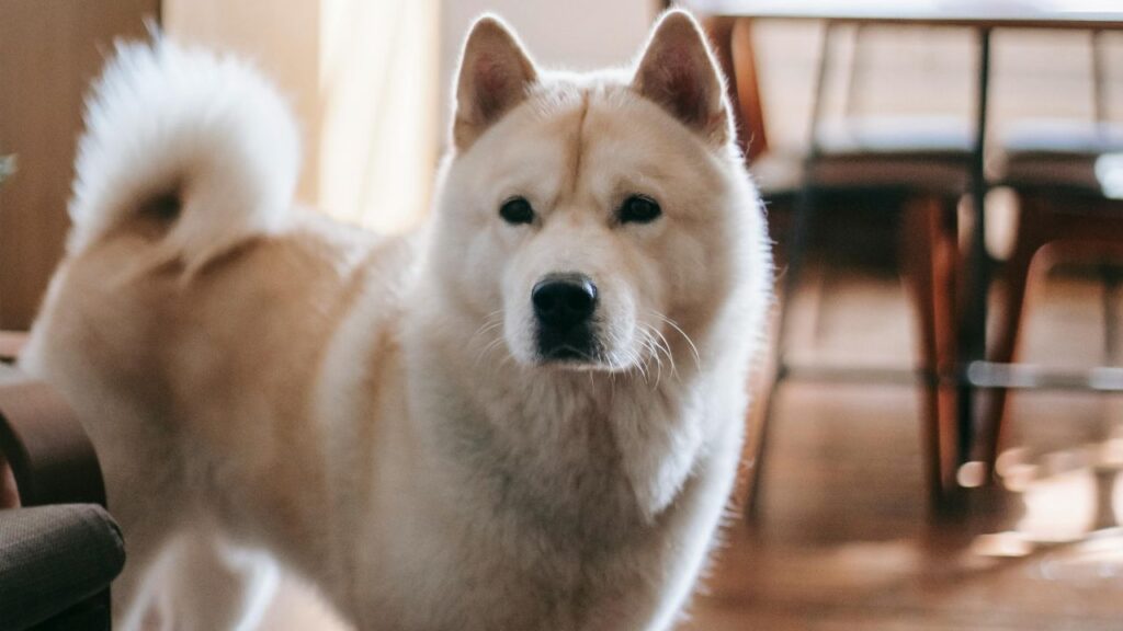 Akita dog
