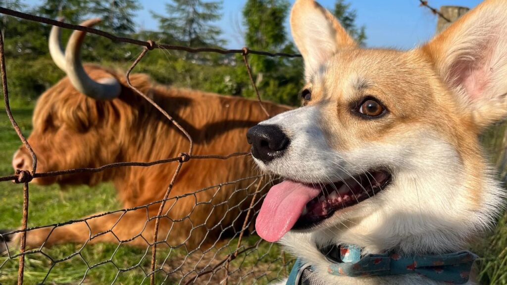 Corgi With Highland cow