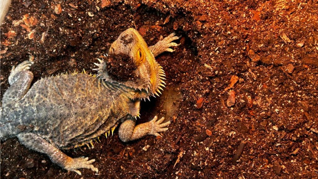 Beardedragon Digging