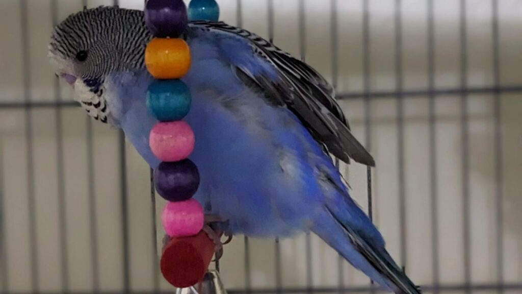Pet Bird Fluff Up