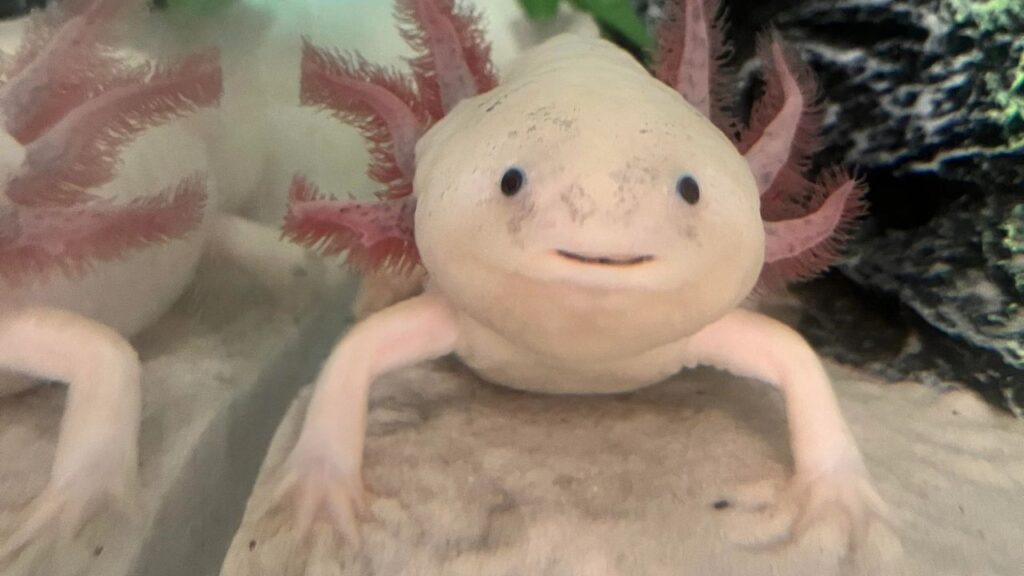 Axolotl