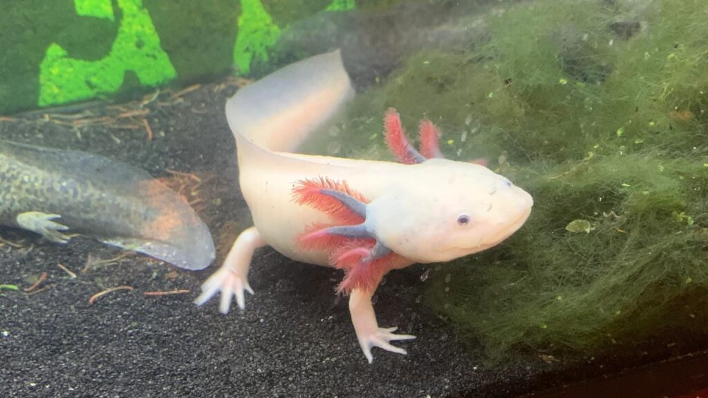 Axolotl