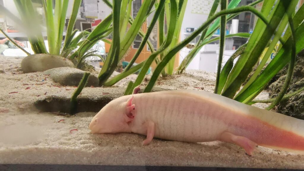 Axolotl