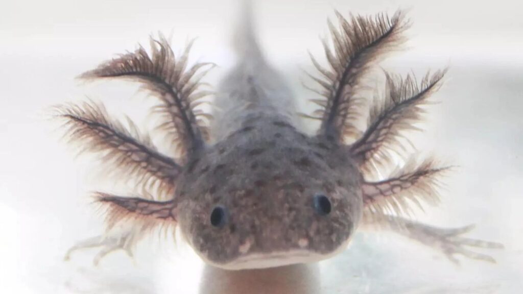 Axolotl