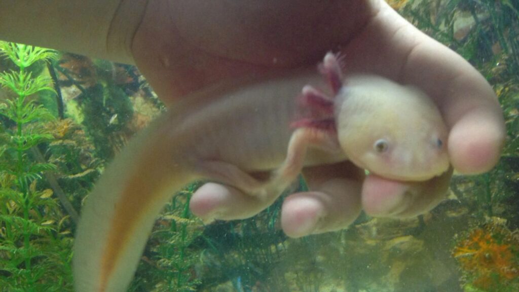 Axolotl petting