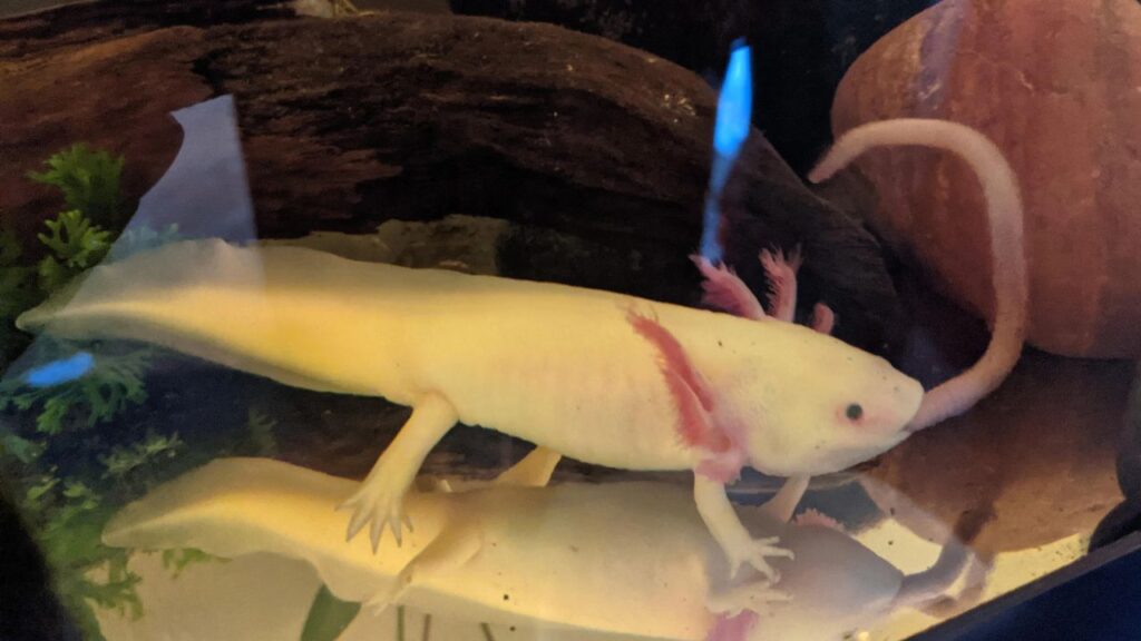 Axolotl feeding