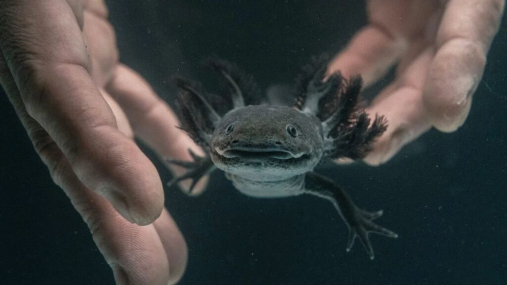 Axolotl