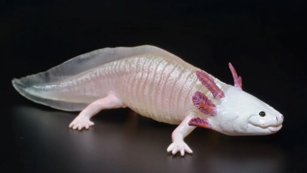 Axolotl