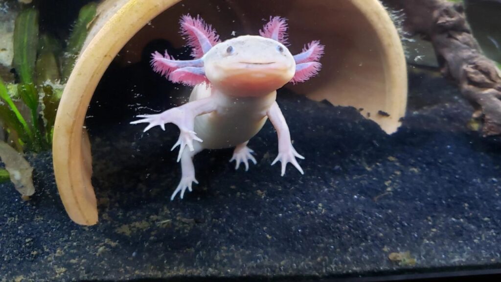 Axolotl
