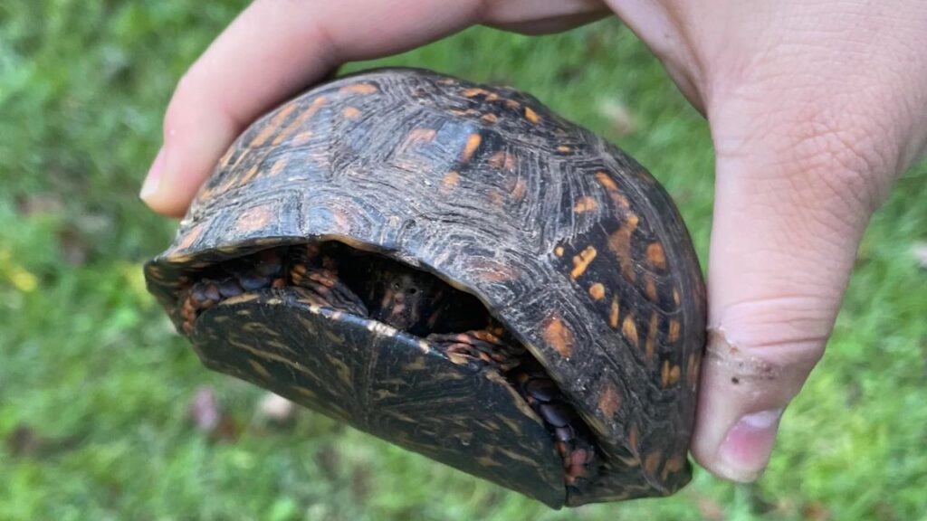 Turtle inside his hell