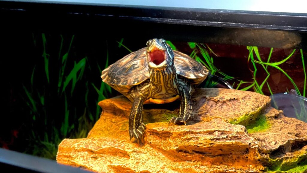 Turtle In tank