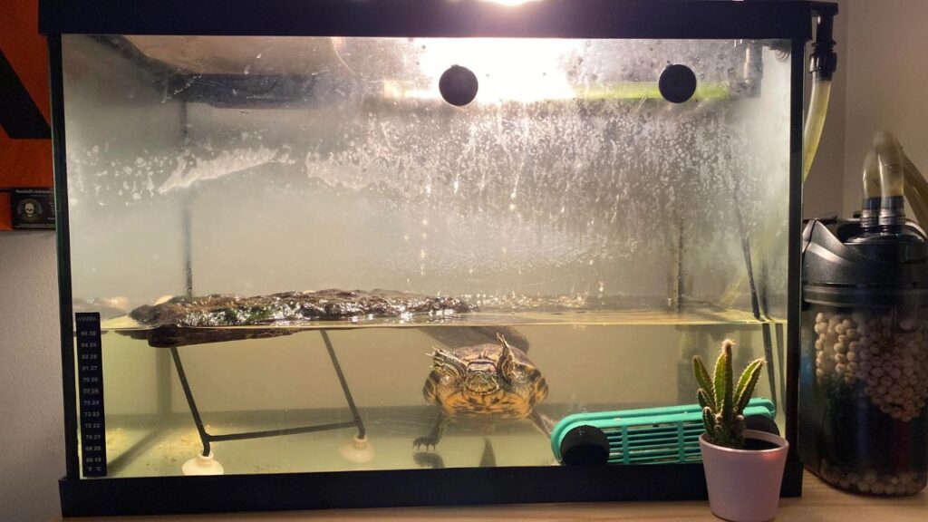 Turtle in the tank