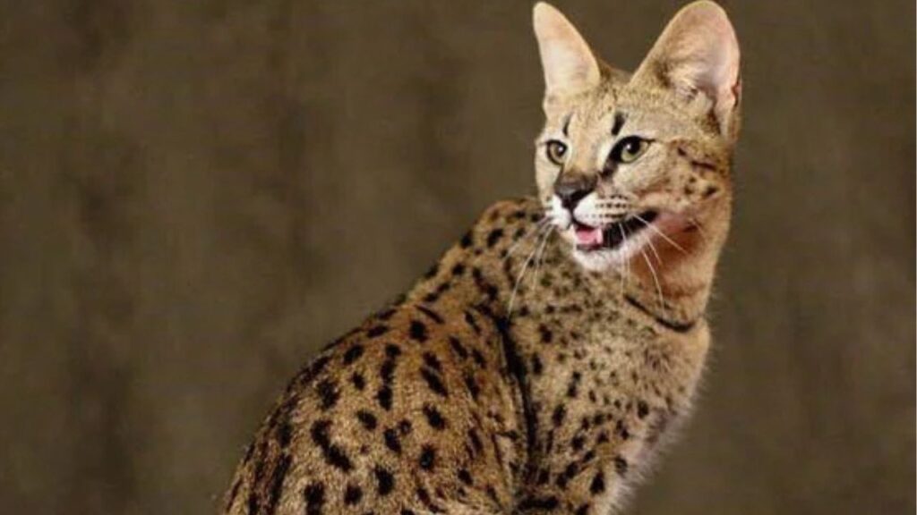 Savannah Cat