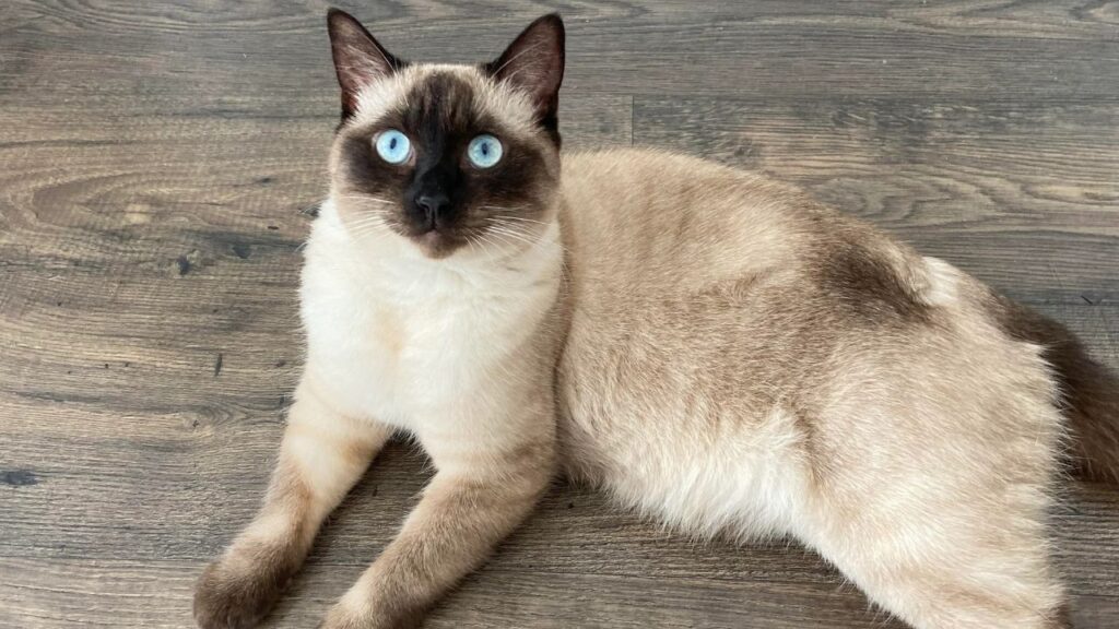 Siamese Cat