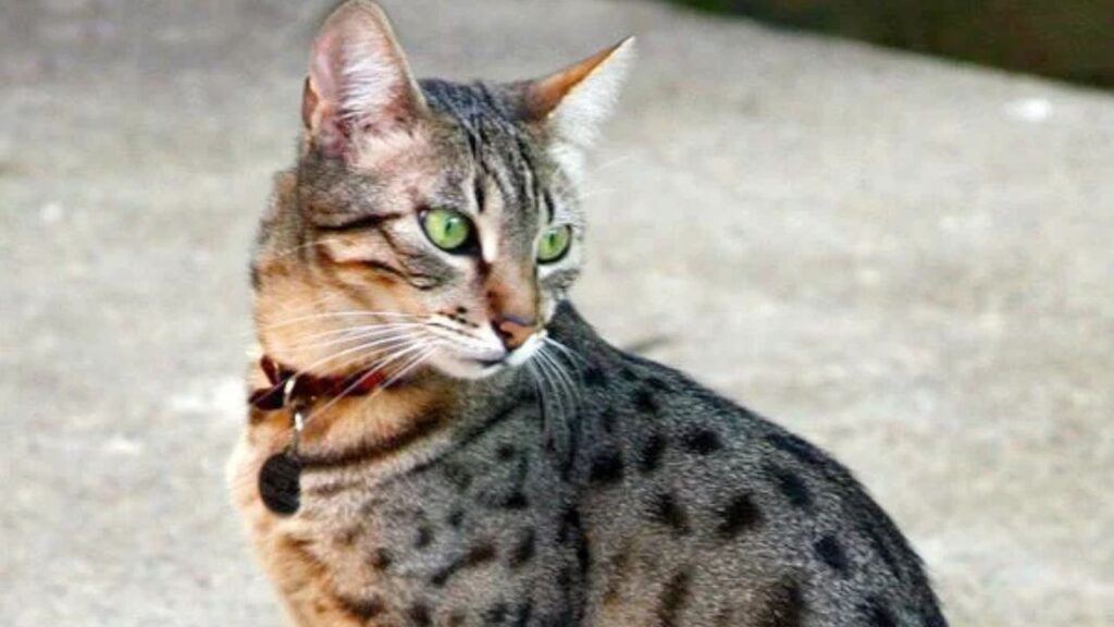 Egyptian Mau