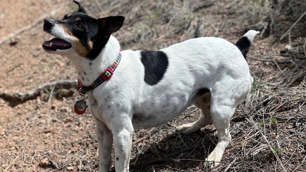 Jack Russell Terrier bark