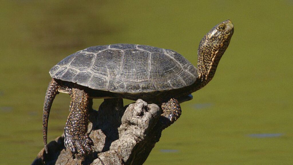 Western pond turtle