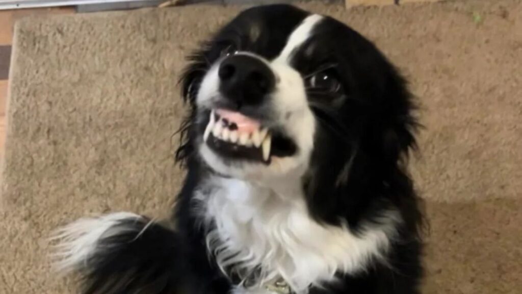 Border Collie aggressive