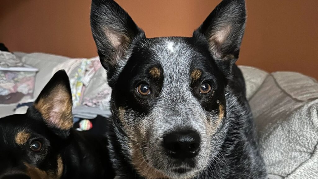 Australian Cattle Dog