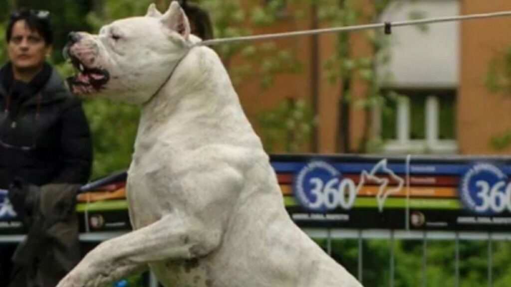 The Dogo Argentino