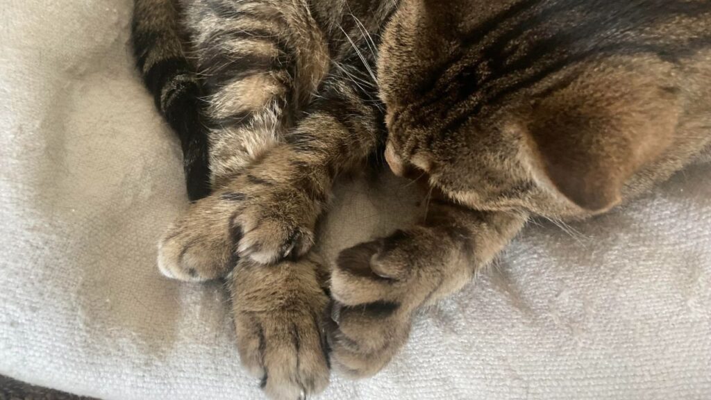 polydactyl cat