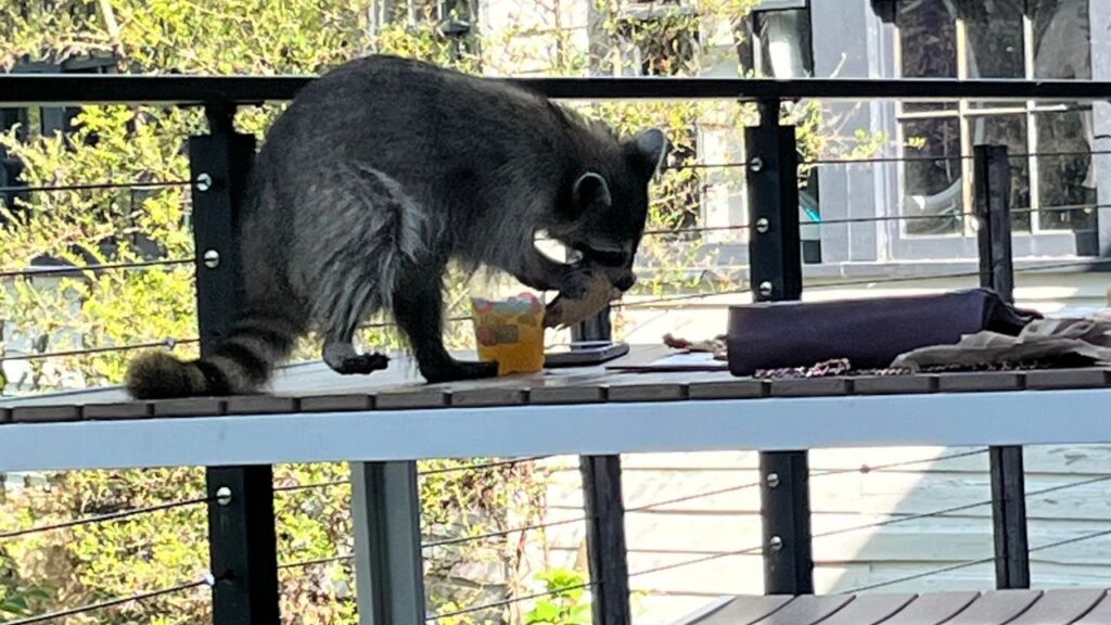 Racoon eating