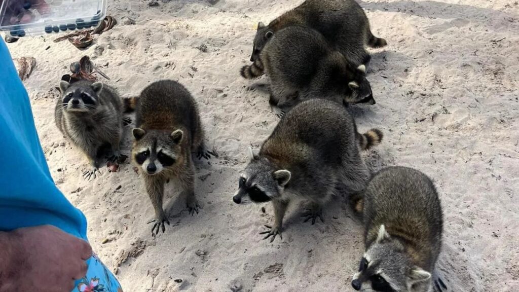 Racoon in miami