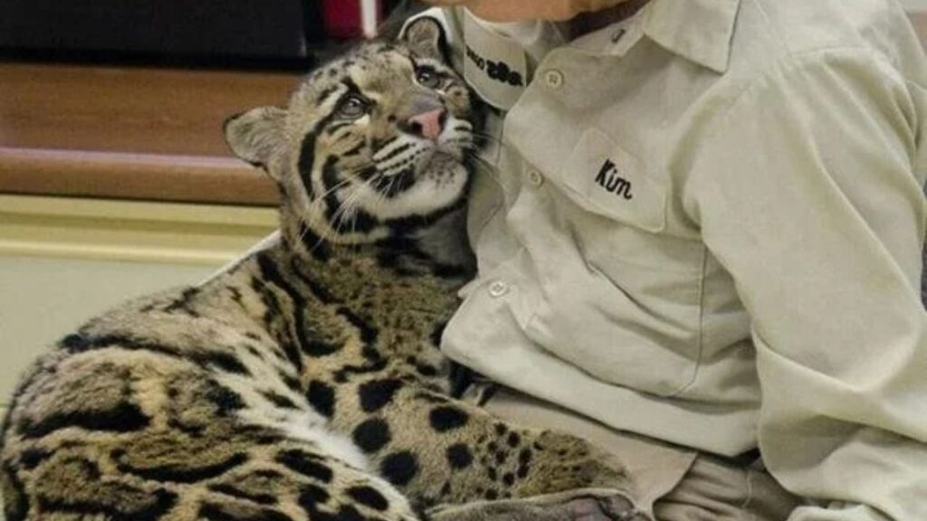 clouded leopard cub