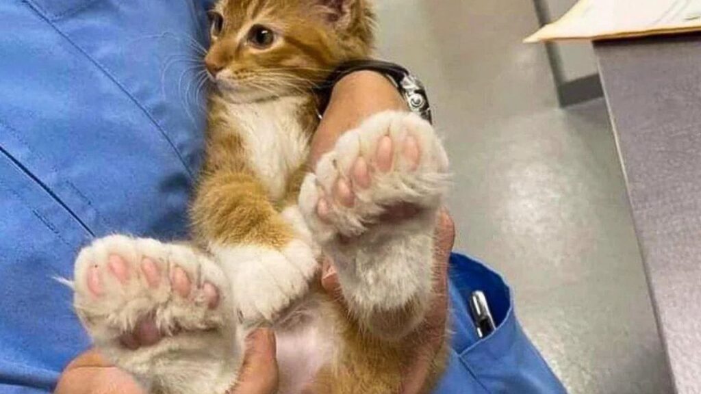 polydactyl cat at vet