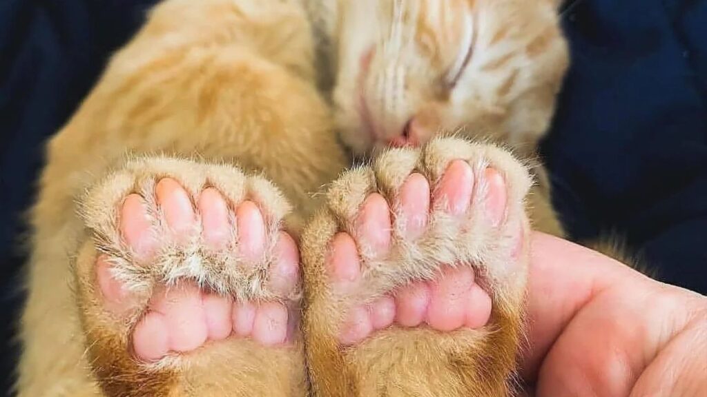 polydactyl cat paw