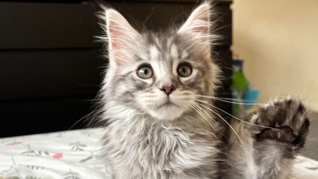 Main Coon kitten Polydactyl 