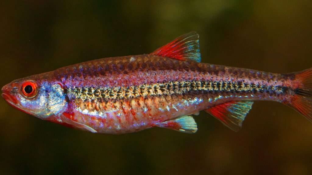 Rainbow shiner