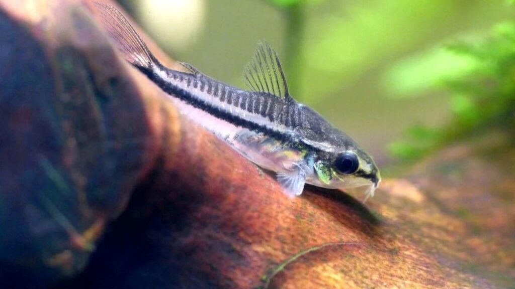 Pygmy Corydoras