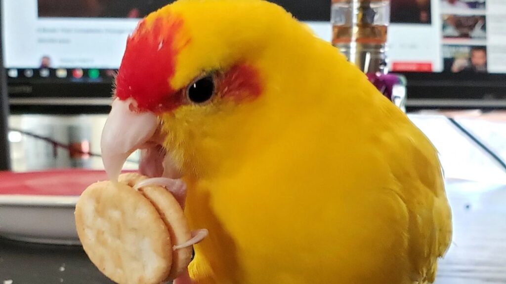Kakariki BIrd Eating