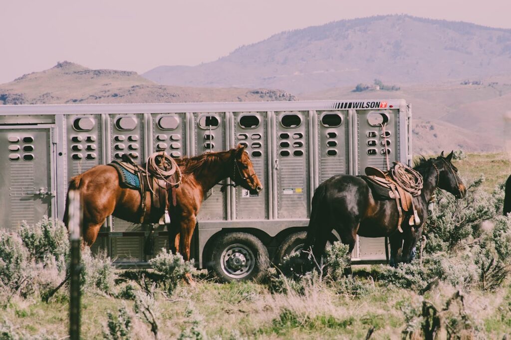 Horses tied near a trailer in wilderness