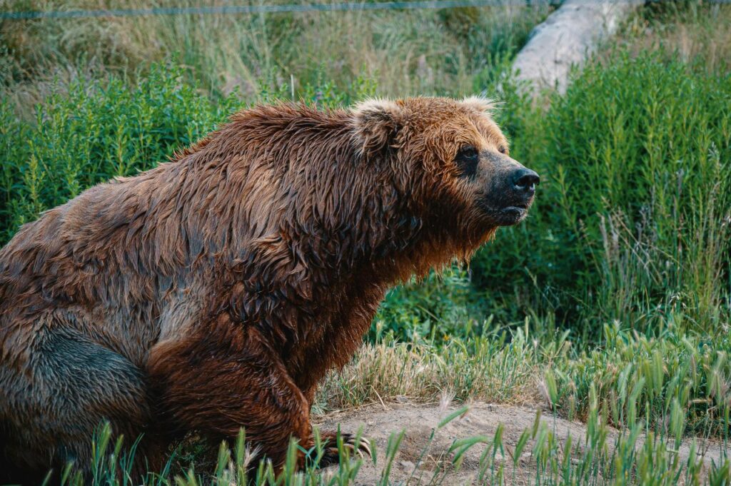 Brown Bear hunting