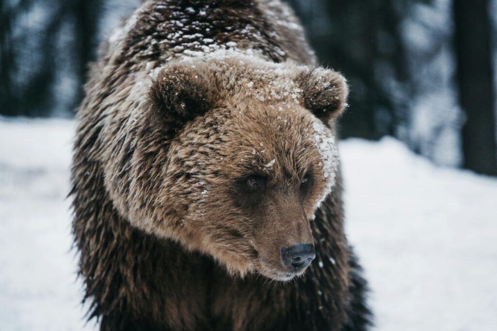 Brown Bear in snow