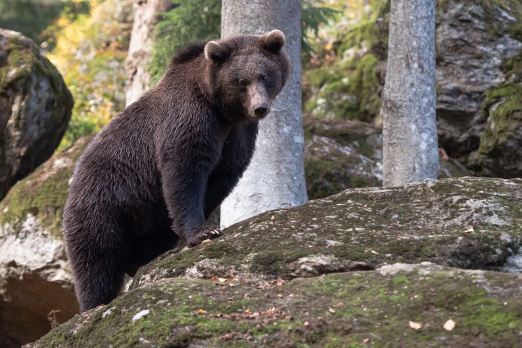 Brown Bear standing on rock