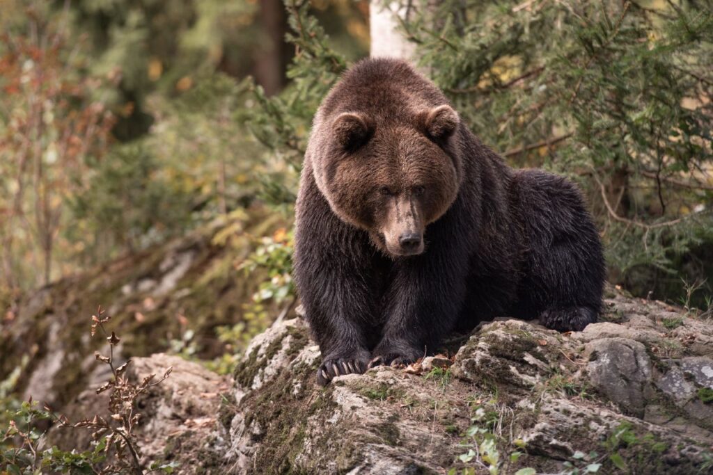 Brown Bear staring