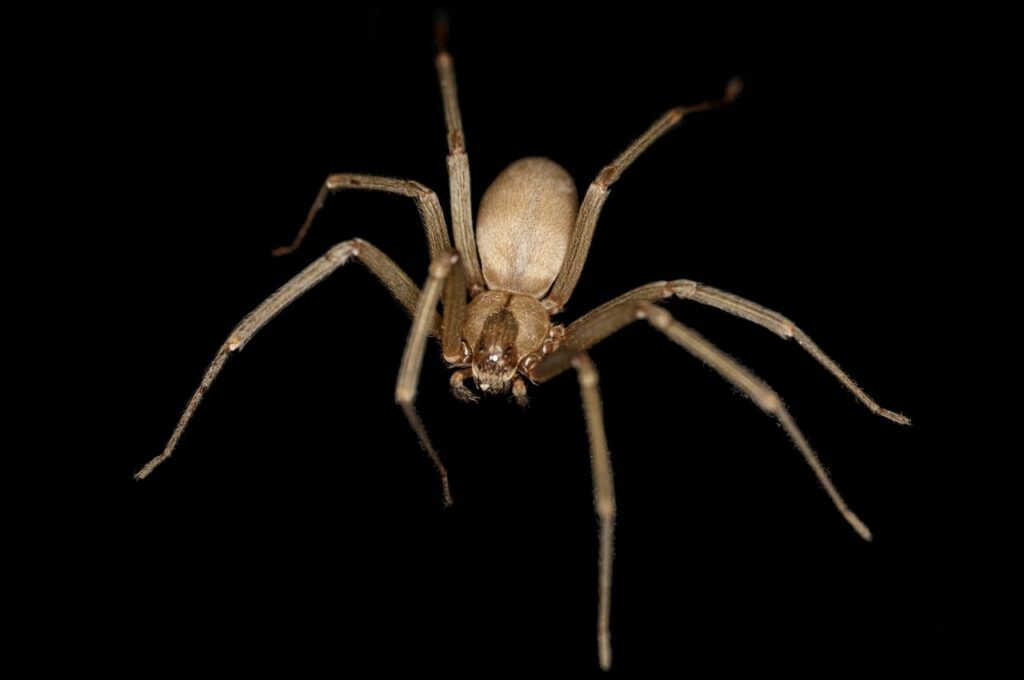 brown recluse or violin spider (Loxosceles reclusa)