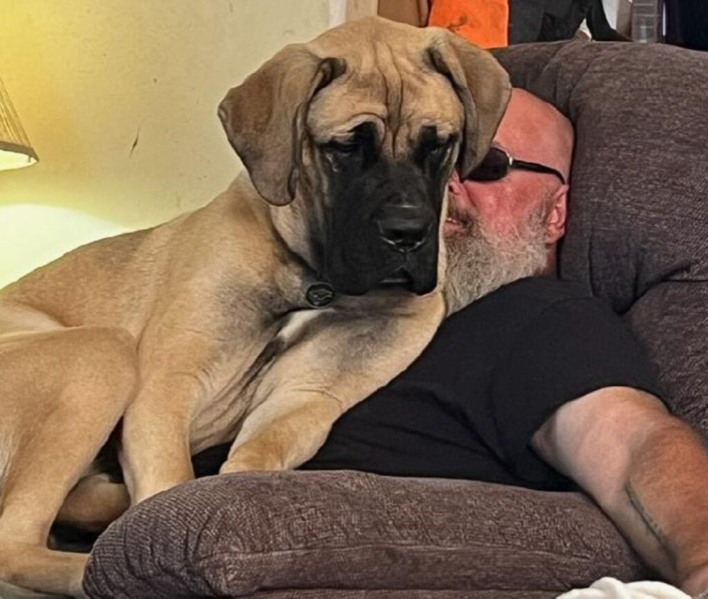 Bullmastiff on lap