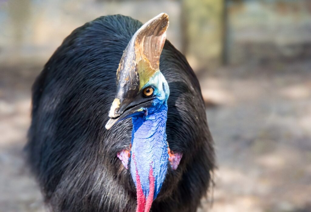 Southern Cassowary