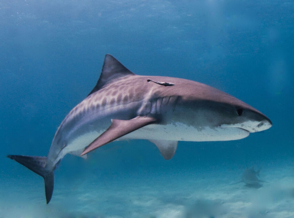 A Tiger Shark