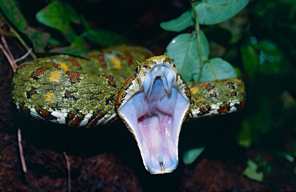 An Eyelash Viper