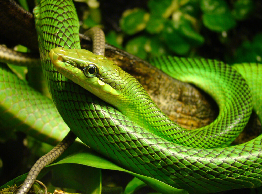 A Red-tailed green rat snake