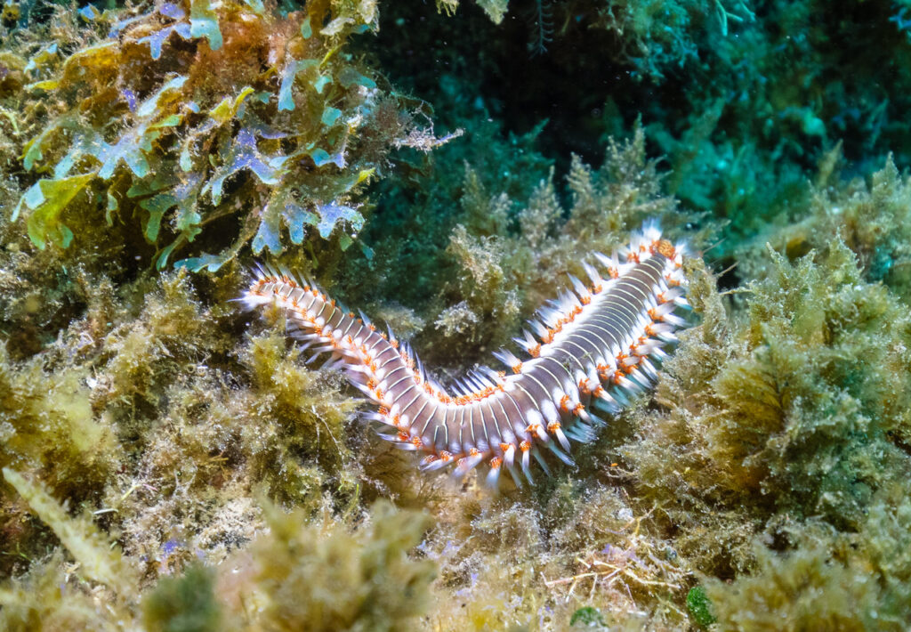 A Fireworm