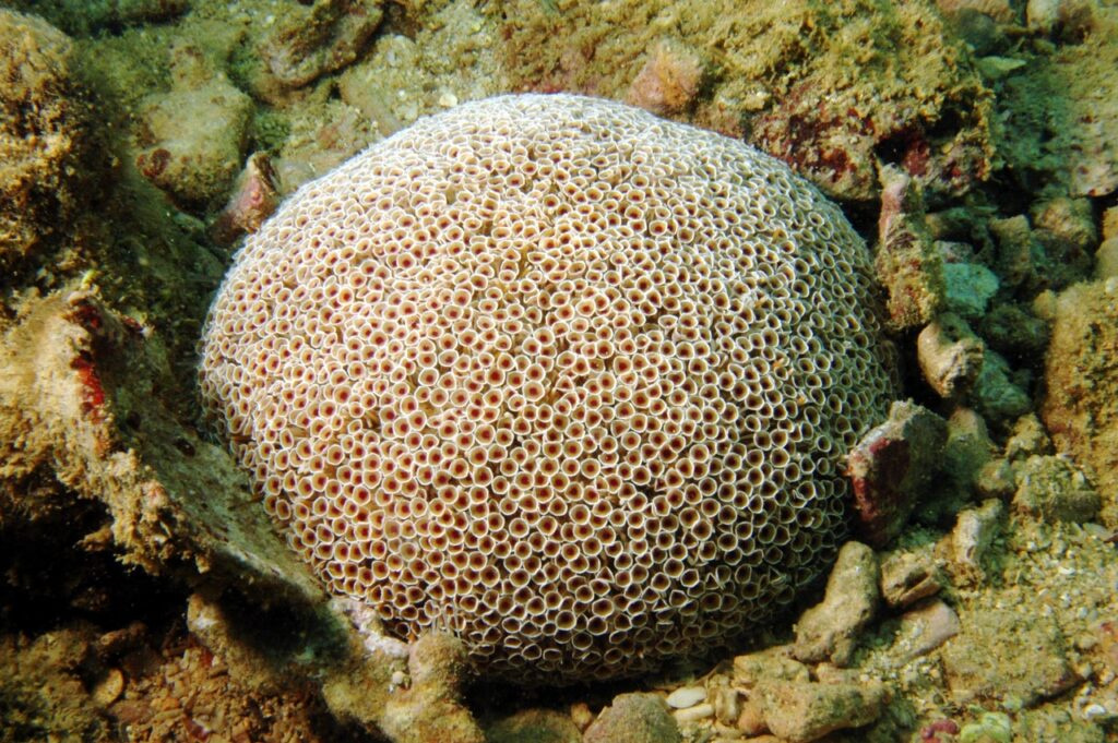 A Flower Urchin